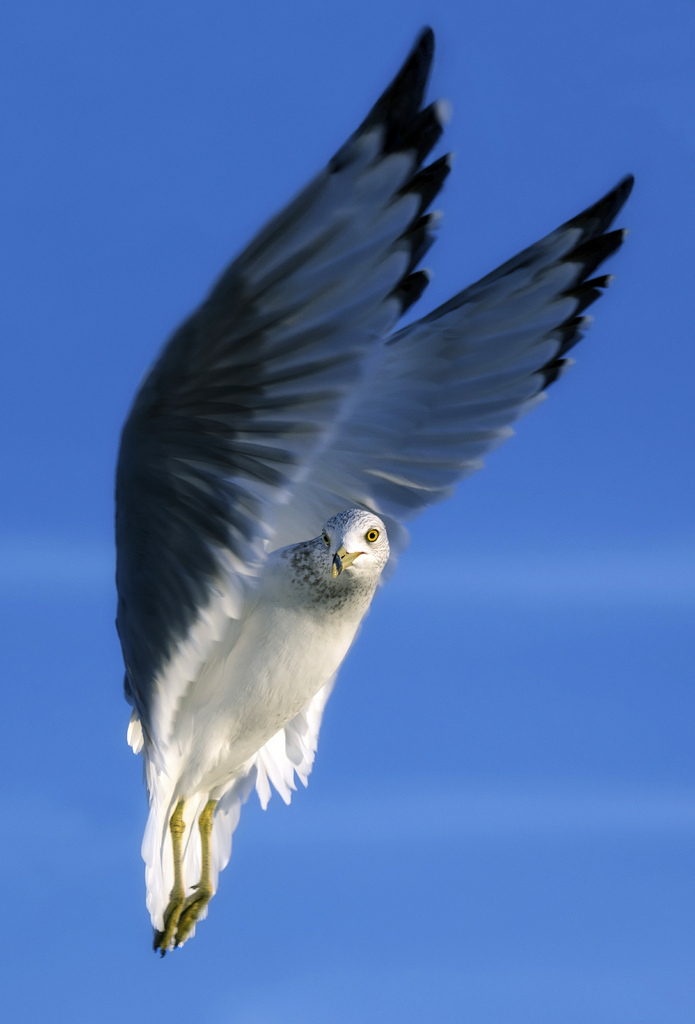 `Seraphim´, © 2013 John K. Goodman
